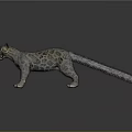 Snow Leopard 3D Model With Gray White Fur Black Spots Open Mouth Black Background
