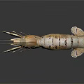 3D Rendered Light Colored Shrimp With Shiny Exoskeleton On Dark Background