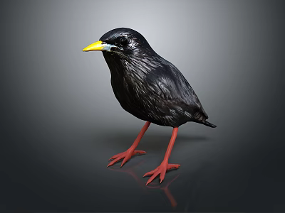 Black Bird With Yellow Beak And Red Legs On Gray Background With Reflection 3d model