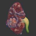 Realistic Human Kidney Organ With Hair Like Fibrous Tissue And Ureter Structure