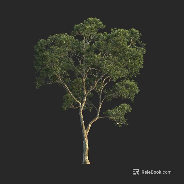 Tall Tree with Dense Green Foliage and Light Colored Trunk Isolated on Black 3d model 