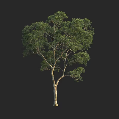 Tall Tree with Dense Green Foliage and Light Colored Trunk Isolated on Black 3d model