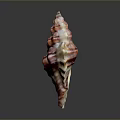 Vibrant Marine Gastropod Mollusk with Spiral Shell and Red Stripes