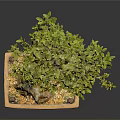 Bonsai Plant with Green Leaves in Square Ceramic Pot as Indoor Decorative Small Tree