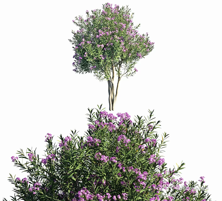 Lush Vibrant Green Shrub With Purple Flowers In Garden Landscape Design 3d model 