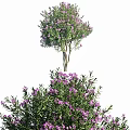Lush Vibrant Green Shrub With Purple Flowers In Garden Landscape Design