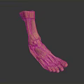Human Foot Anatomical Model With Detailed Muscle And Ligament Structure