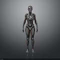 Female Humanoid Robot With Silver Red Metallic Texture In Standing Pose On Gray Gradient Background