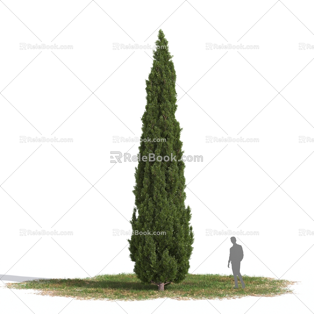 Mediterranean Cedar 3d model