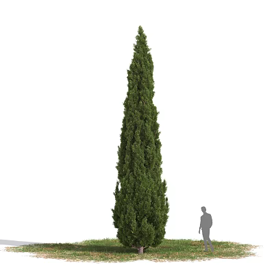 Tall Evergreen Arbor with Dense Green Foliage and a Person Standing Nearby for Scale 3d model