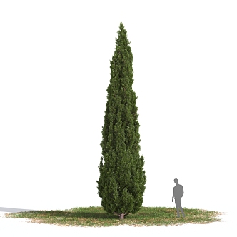 Mediterranean Cedar 3d model