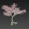 Pink Blossom Tree With Curved Trunk And Wooden Bench In Outdoor Setting