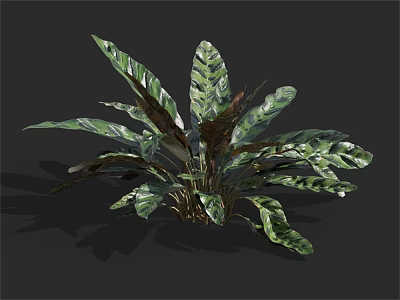 Vibrant Lush Tropical Indoor Plant With Variegated Green And Dark Leaves 3d model