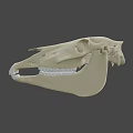 Detailed Animal Skull Anatomical Structure With Visible Teeth On Green Background