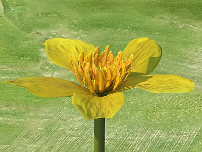 Blooming Yellow Flower With Vibrant Petals And Yellow Stamens On Green Grass 3d model