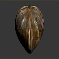 Colorful Seashell As Decorative Household Item With Vibrant Orange Brown Texture