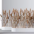 Bundles of Wheat Stalks in White Containers for Minimalist Interior Decor