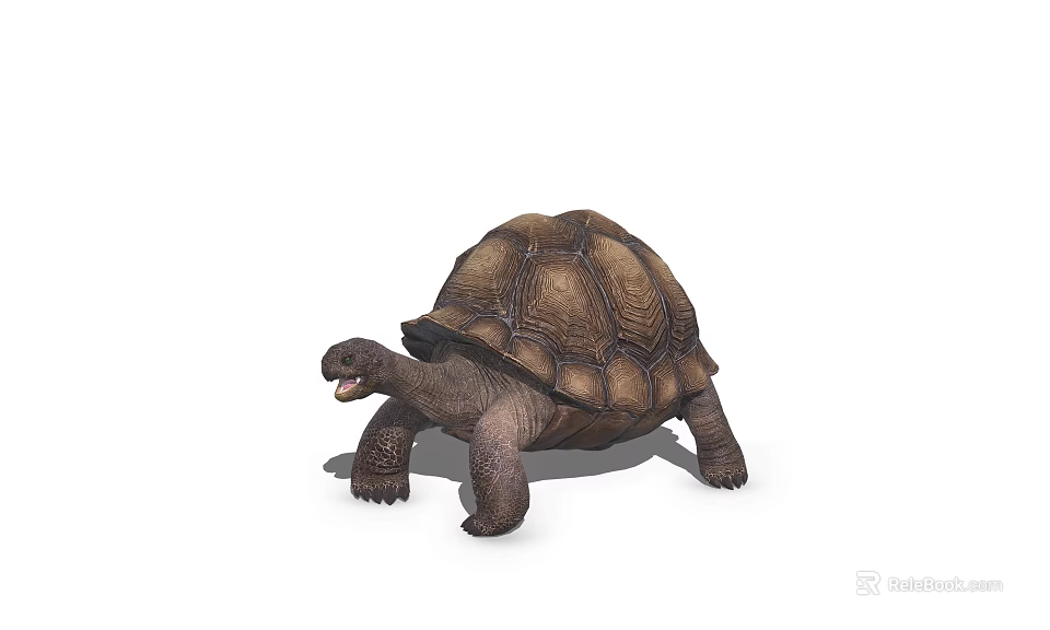 Reptile Tortoise With Domed Brown Shell Strong Legs Walking On White Background 3d model 