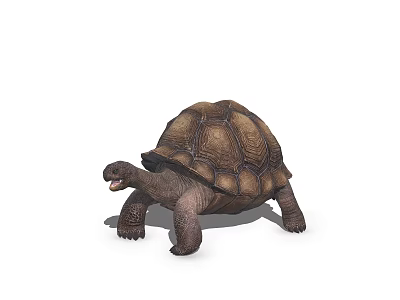 Reptile Tortoise With Domed Brown Shell Strong Legs Walking On White Background 3d model