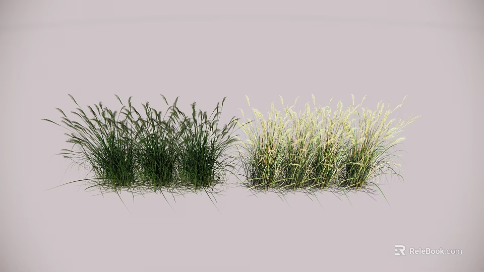 Different Types Of Grass Crops With Lush Green Foliage In Natural Growth State 3d model 