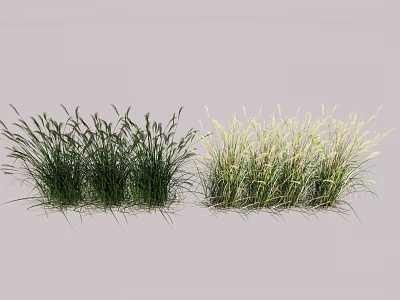 Different Types Of Grass Crops With Lush Green Foliage In Natural Growth State 3d model