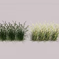 Different Types Of Grass Crops With Lush Green Foliage In Natural Growth State