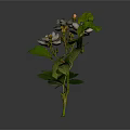 Green Leafy Plant With White Flowers And Buds On Branch Against Dark Background
