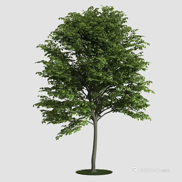 Tall Arbor With Lush Green Leaves Strong Straight Trunk And Full Canopy 3d model 