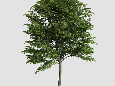 Tall Arbor With Lush Green Leaves Strong Straight Trunk And Full Canopy 3d model