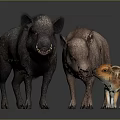 Three Wild Boars with Different Sizes and Colors Including Striped Piglet