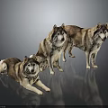Three Brown And White Husky Dogs Standing On Dark Reflective Background