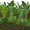 Various Green Tropical Plants With Lush Foliage And Different Leaf Shapes In Natural Garden