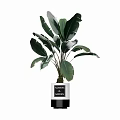 Stylish Bonsai Plant in White and Black Pot with Large Green Leaves