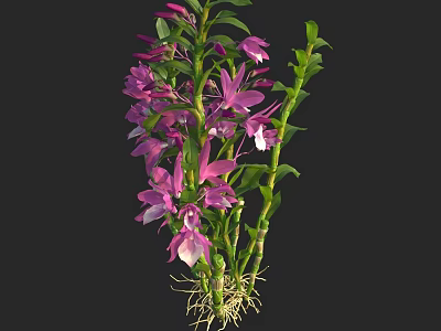 Vibrant Purple Flowers With Green Stems And Visible Roots On 3d model