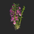 Vibrant Purple Flowers With Green Stems And Visible Roots On