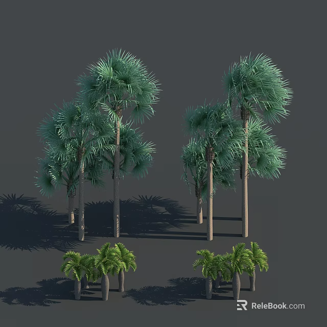 Tall and Short Palm Trees with Lush Green Foliage in Shadowy Outdoor Scene 3d model 