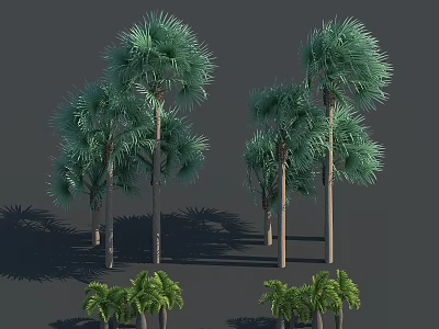 Tall and Short Palm Trees with Lush Green Foliage in Shadowy Outdoor Scene 3d model