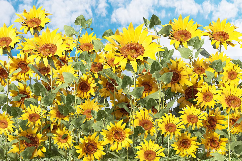 Blooming Sunflowers in Field With Blue Sky White Clouds and Green Leaves 3d model 