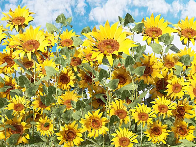 Blooming Sunflowers in Field With Blue Sky White Clouds and Green Leaves 3d model
