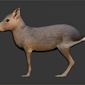 Patagonian Mara With Brown And Orange Fur Standing On Black Background With Reflection