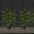 Lush Green Bamboo Plants Decorative Display With Gray Wall And Pedestals
