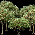 Multiple Lush Arbor Trees With Green Foliage Red Fruits Trunks And Exposed Roots