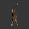 Realistic Spotted Leopard Standing On Hind Legs With Dark Background 3d model