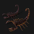 Two Detailed Realistic Scorpion Models In Brown And Golden Tones On Black Background