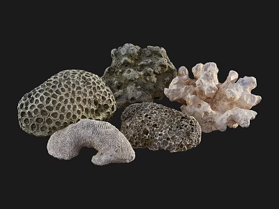 Natural Stone And Wood Decorative Items With Porous Textures And Unique Shapes 3d model