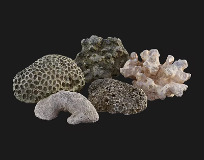 Modern Stone Beach Coral Group 3d model