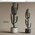 Stylish Cactus Potted Plants With White And Black Pots Indoor Decor