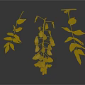 Wisteria Branches Featuring Purple Flower Clusters Green And Yellow Leaves On Dark Background