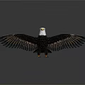 3D Rendering Of Majestic Eagle Spreading Wings With White Head Black Feathers And Yellow Talons