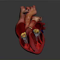 3D Rendered Human Heart Displaying Detailed Anatomical Structures For Medical Education